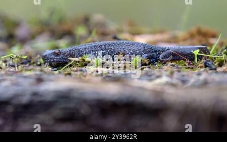 Le triton à crête septentrionale (Triturus cristatus) rampant sur le plancher forestier mousselé pendant la saison de migration automnale Banque D'Images