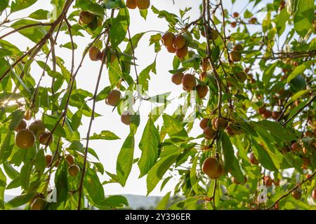 Petites pommes suspendues à des branches avec la lumière du soleil filtrant à travers Banque D'Images