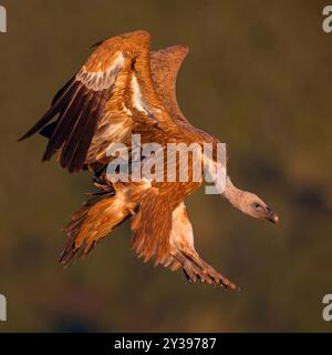 griffon Vautour (Gyps fulvus), débarquement, Espagne, Castilla la Mancha, cache de Calera Banque D'Images