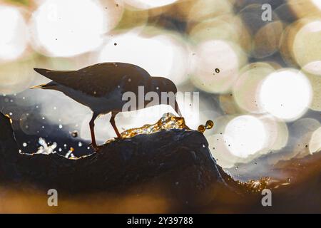 Rocher rougeoyant (Arenaria interpres), perché sur un rocher le long de la côte, Italie, Leghorn Banque D'Images