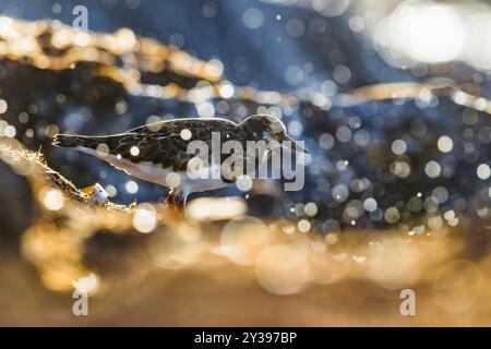 Rocher rougeoyant (Arenaria interpres), perché sur un rocher le long de la côte, Italie, Leghorn Banque D'Images