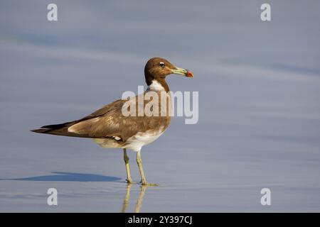 Goélette suie, goélette Aden, goélette d'Hemprich (Ichthyaetus hemprichii, Larus hemprichii), debout sur la plage, vue de côté, Oman Banque D'Images