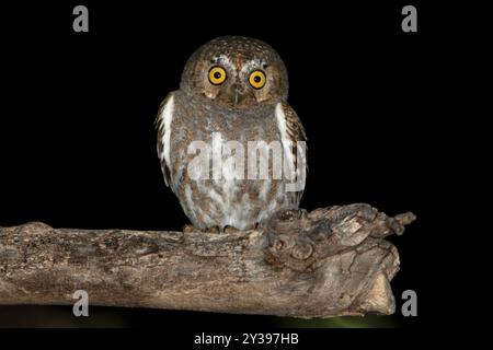 Hibou elfe (Micrathene whitneyi, Glaucidium whitneyi), assis sur une branche la nuit, États-Unis Banque D'Images