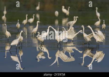 Petite aigrette (Egretta garzetta), troupe à la recherche de nourriture dans les eaux peu profondes, Italie, Toscane Banque D'Images