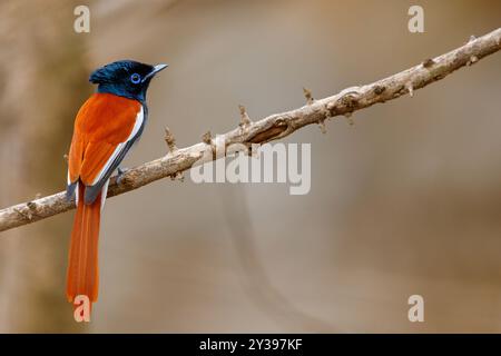 Flycatcher paradis africain, flycatcher paradis à tête grise, flycatcher paradis (Terpsiphone viridis), assis sur une branche, Oman, Dhofar Banque D'Images