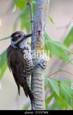 Pic de l'Arizona (Leuconotopicus arizonae, Picoides arizonae), assis au tronc d'un arbre, États-Unis Banque D'Images