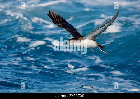 Eau de shearwater yelkouan (Puffinus yelkouan), en vol au-dessus de la mer, Italie, Toscane Banque D'Images