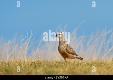 Dotterel, dotterel rapide (Charadrius morinellus, Eudromias morinellus), juvénile assis sur l'herbe, Italie, Toscane Banque D'Images