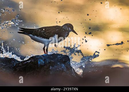 Rocher rougeoyant (Arenaria interpres), perché sur un rocher le long de la côte, Italie, Leghorn Banque D'Images