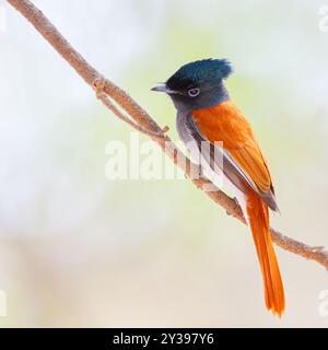 Flycatcher paradis africain, flycatcher paradis à tête grise, flycatcher paradis (Terpsiphone viridis), assis sur une branche, Oman, Dhofar Banque D'Images