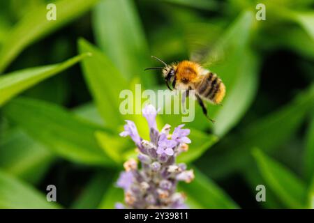 Abeille cardée, abeille cardée commune (Bombus pascuorum, Bombus agrorum, Megabombus pascuorum), approchant des fleurs de lavande, Allemagne, Bavière Banque D'Images