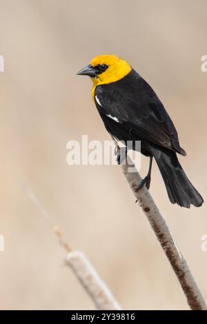 Oiseau noir à tête jaune (Xanthocephalus xanthocephalus), mâle adulte perché, États-Unis Banque D'Images