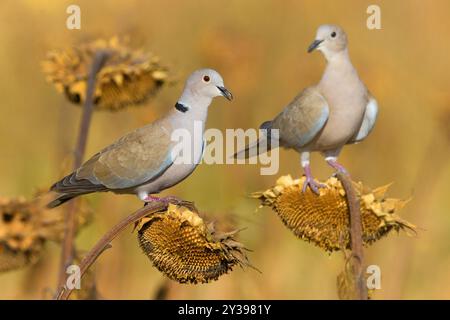 Colombe à collier (Streptopelia decaocto), deux pigeons assis sur des tournesols et mangent les graines, Italie, Toscane Banque D'Images