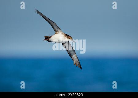 Eau de shearwater yelkouan (Puffinus yelkouan), en vol au-dessus de la mer, Italie, Toscane Banque D'Images