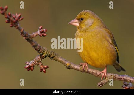 western greenfinch (Carduelis chloris, Chloris chloris), se trouve sur une branche de cerise en hiver, Allemagne, Bade-Wuerttemberg Banque D'Images