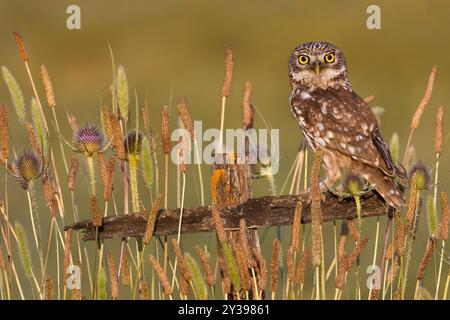 Petit hibou (Athene noctua), perché sur un vieux poteau en bois, Italie, Toscane Banque D'Images