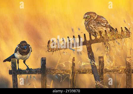 Petit hibou (Athene noctua), perché le matin sur un râteau rouillé appuyé contre une vieille clôture et regardant une pie assise sur la clôture, Italie, Banque D'Images