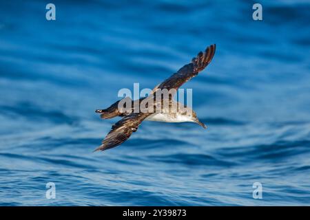 Eau de shearwater yelkouan (Puffinus yelkouan), en vol au-dessus de la mer, Italie, Toscane Banque D'Images