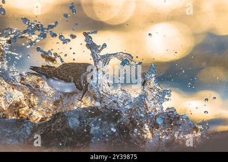 Rocher rougeoyant (Arenaria interpres), perché sur un rocher le long de la côte, Italie, Leghorn Banque D'Images