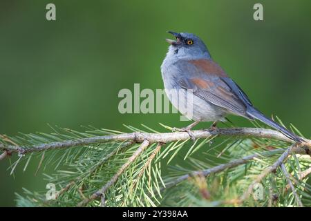 Junco mexicain, Junco aux yeux jaunes (Junco phaeonotus), homme assis sur une branche, chantant, USA Banque D'Images