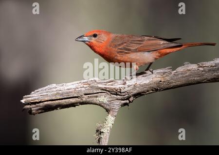 Tanager hépatique (Piranga flava), mâle adulte assis sur une brindille, USA Banque D'Images