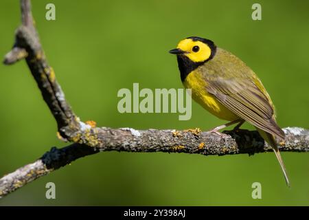 Paruline à capuchon (Setophaga citrina, Wilsonia citrina), mâle adulte perché sur une branche, USA Banque D'Images