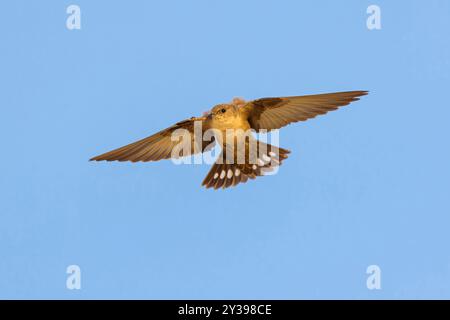 Crag martin (Ptyonoprogne rupestris, Hirundo rupestris), en vol, Espagne, Estrémadure Banque D'Images