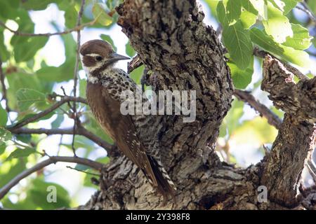 Pic de l'Arizona (Leuconotopicus arizonae, Picoides arizonae), assis au tronc d'un arbre, États-Unis Banque D'Images