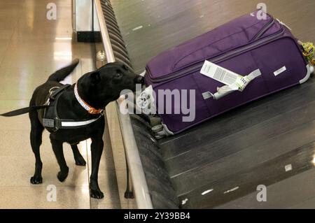 Chien de détection des douanes de Revenu Jack lors d'une mise à jour aux médias par an Garda Siochana et partenaires de Revenue Customs suite à des opérations conjointes de renseignement à l'aéroport de Dublin, qui ont conduit à l'arrestation d'un certain nombre de passagers internationaux détectés importer de la drogue en Irlande par l'aéroport de Dublin au cours des dix derniers jours. Date de la photo : vendredi 13 septembre 2024. Banque D'Images