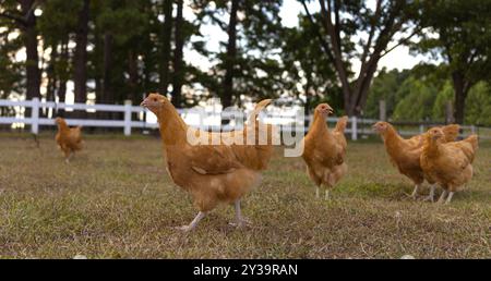 Troupeau de poulettes de poulet Orpington buff qui marchent sur un pâturage, ils sont libres de errer dans une ferme biologique. Banque D'Images