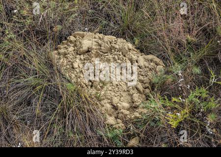 Nannospalax hungaricus, monticule aveugle de rat-taupe dans les sables de Deliblato nature spéciale resereve Banque D'Images