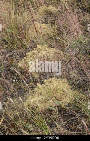 Nannospalax hungaricus, monticule aveugle de rat-taupe dans les sables de Deliblato nature spéciale resereve Banque D'Images