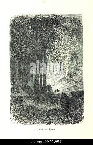 Forêt de hêtres - image prise de la page 394 de 'Voyage aux Pyrénées ... Troisième édition illustraée par Gustave doré' Banque D'Images