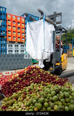 Hanau, Allemagne. 13 septembre 2024. Un conducteur de chariot élévateur vide un grand sac de pommes sur la goulotte qui transporte les pommes à la presse. La quantité de pommes sur place dont la cave a besoin pour son cidre est encore trop petite. Mais en achetant des fruits supplémentaires, le cidre est également garanti pour 2024/25. Le gel pendant la période de floraison a fortement limité la quantité de la récolte locale. Les producteurs de cidre ouvrent la saison 2024 sous la devise « les pommes appartiennent à un verre ». Crédit : Helmut Fricke/dpa/Alamy Live News Banque D'Images