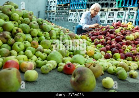 Hanau, Allemagne. 13 septembre 2024. Broyeur de pommes Jörg Stier inspecte les pommes livrées. La quantité de pommes sur place dont la cave a besoin pour son cidre est encore trop petite. Mais en achetant des fruits supplémentaires, le cidre est également garanti pour 2024/25. Le gel pendant la période de floraison a fortement limité la quantité de la récolte locale. Les producteurs de cidre ouvrent la saison 2024 sous la devise « les pommes appartiennent à un verre ». Crédit : Helmut Fricke/dpa/Alamy Live News Banque D'Images