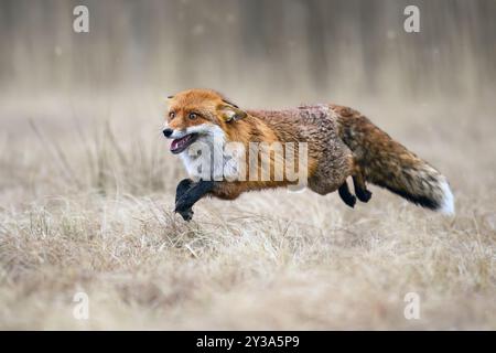 Renard se déplaçant dans la nature automnale. Banque D'Images