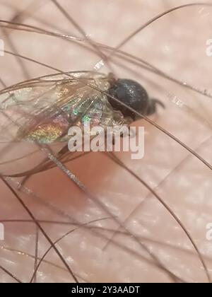 Mouches noires (Simuliidae) Insecta Banque D'Images