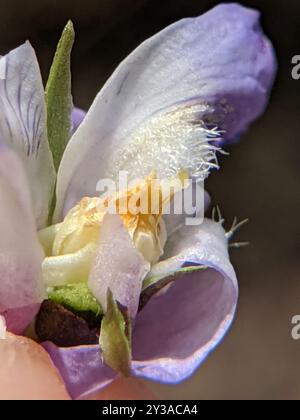 Violet de Labrador (Viola labradorica) Plantae Banque D'Images