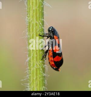 (Cercopis sanguinolenta) insecte Banque D'Images