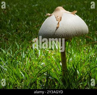 Champignon toxique qui a poussé entre l'herbe verte illuminée par le haut. Banque D'Images