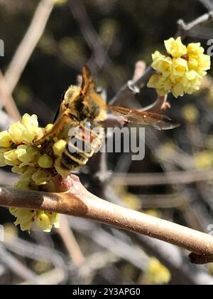 Prunus Miner Bee (Andrena prunorum) Insecta Banque D'Images