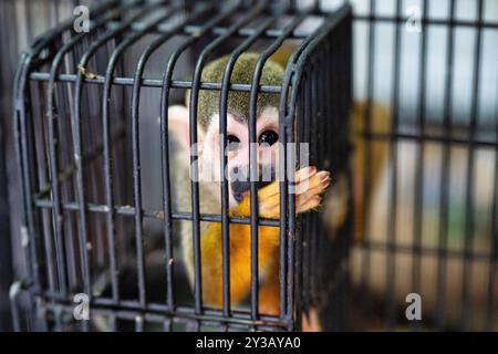 Une photographie en gros plan d'un singe à l'intérieur d'une cage, mettant en évidence la tristesse et l'enfermement dans ses yeux. Cette image puissante capture la distance émotionnelle Banque D'Images