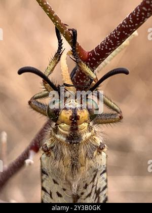 Grande fourmi-lion (Palpares libelluloides) insecte Banque D'Images