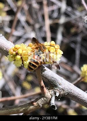 Prunus Miner Bee (Andrena prunorum) Insecta Banque D'Images