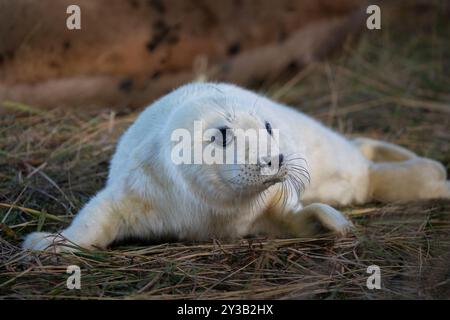 Un mignon chiot de phoque gris photographié pendant la saison des bébés le long des zones côtières de Donna Nook. Banque D'Images