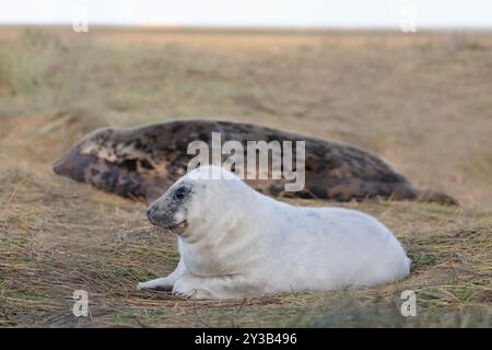 Un mignon nouveau-né phoque gris photographié pendant la saison des bébés à Donna Nook. Banque D'Images