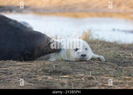 Un adorable chiot phoque gris reste proche de sa mère. Banque D'Images