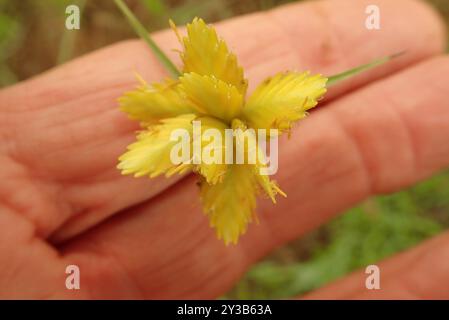 Doré (Cyperus sphaerocephalus) Plantae Banque D'Images