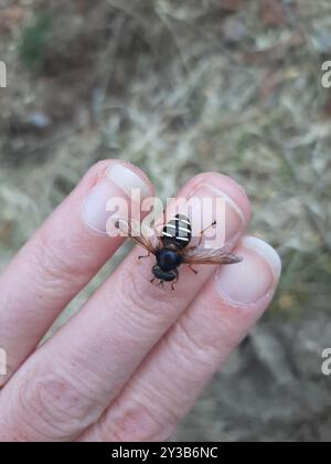 Tourbe blanche (Sericomyia lappona) insecte Banque D'Images