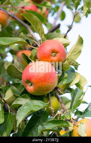 Pommes rouges mûres poussant sur l'arbre, fruits sains sur le plateau, récolte en été ou en automne, ferme agricole, jardin Banque D'Images